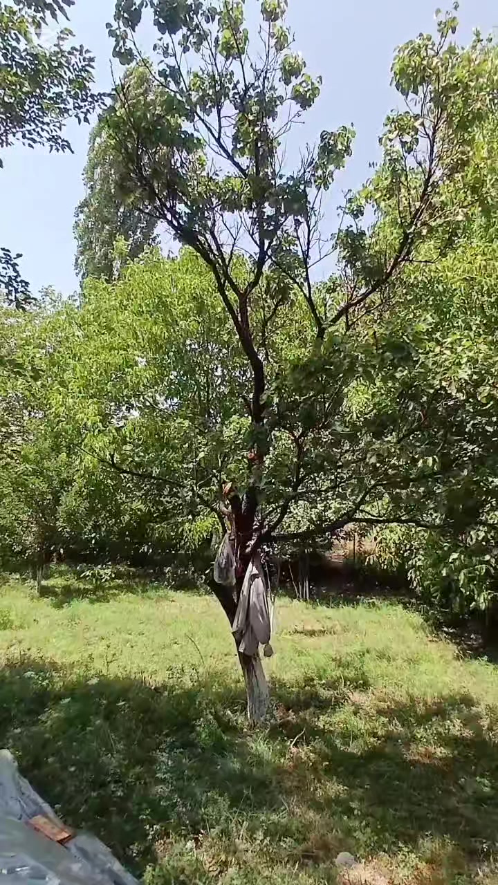 @Qasım_Tofiqoğlu