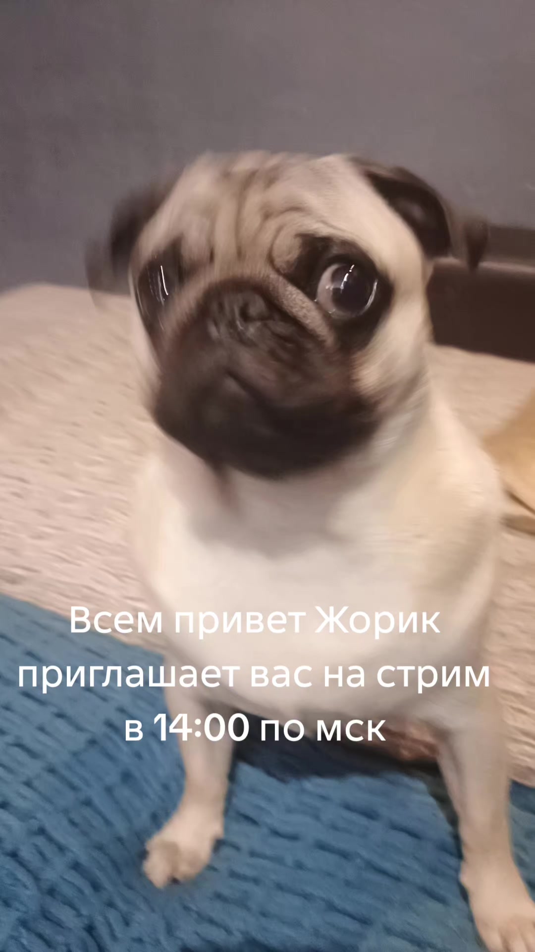 @мопс жора🐾