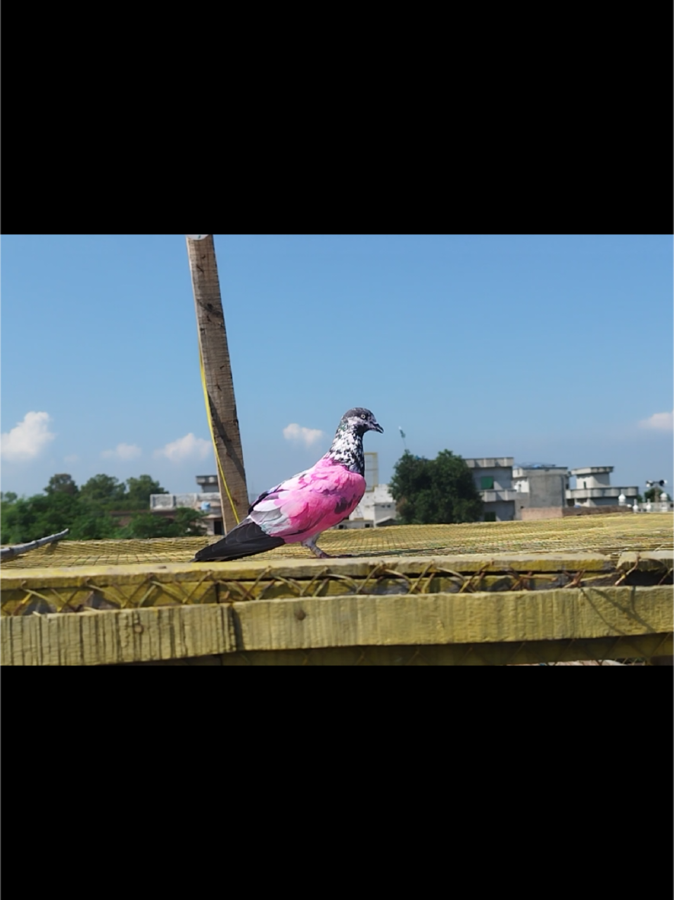 @Babar Pigeons Club