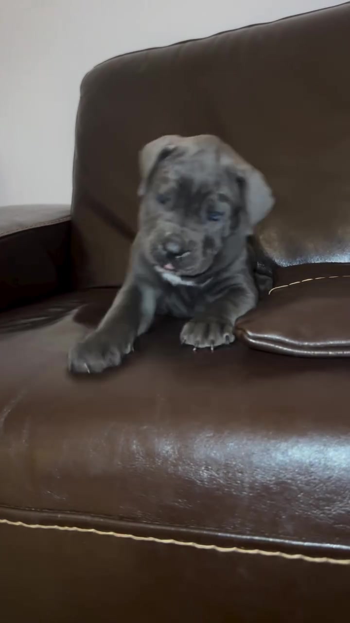 @Andrew cane corso