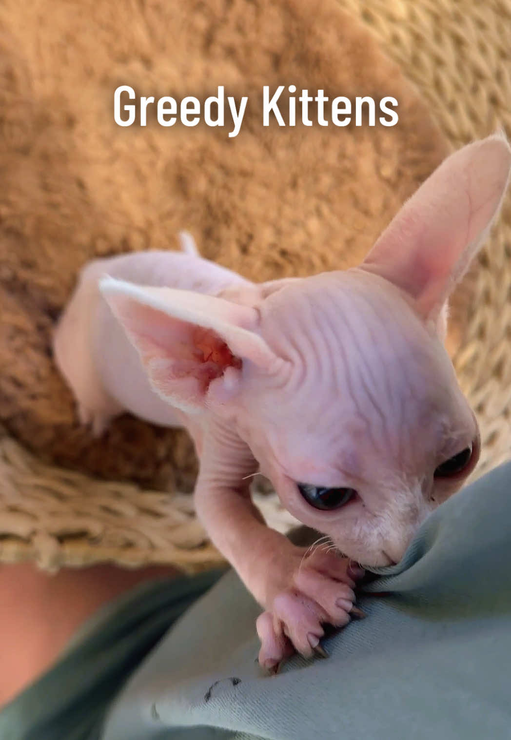 @Boba&rsquo;s Buds Minskin Cats
