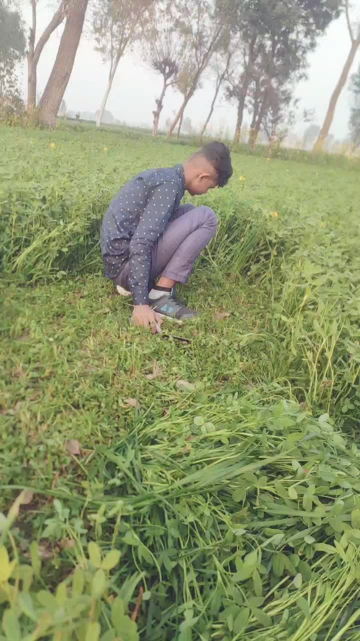 @fan frozpur de