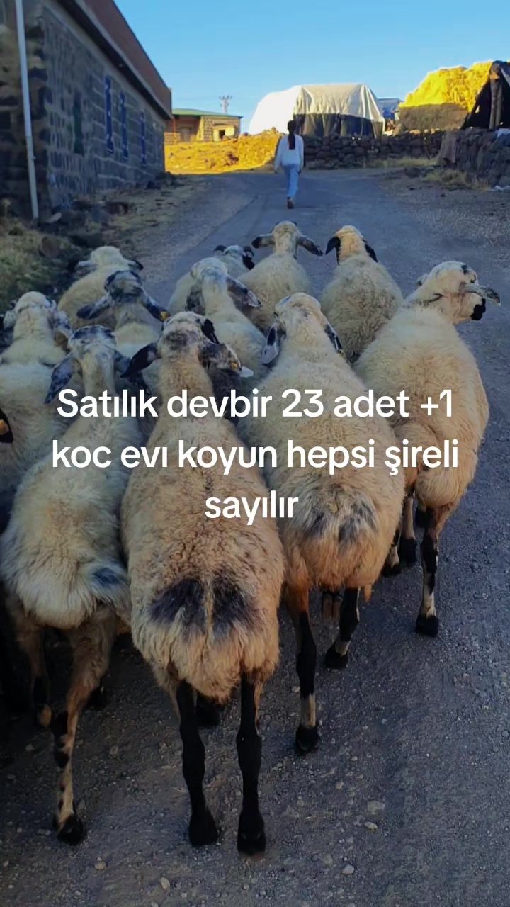 @Ismail Bal