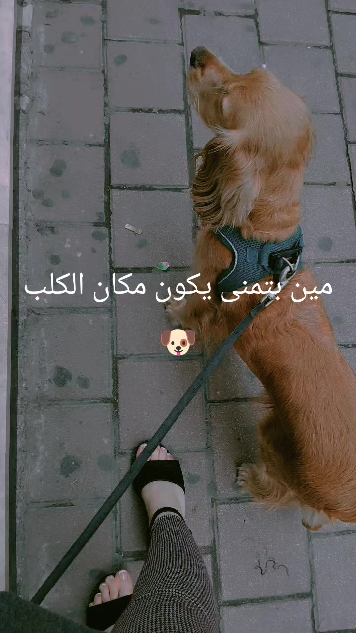 @مـلكه👑