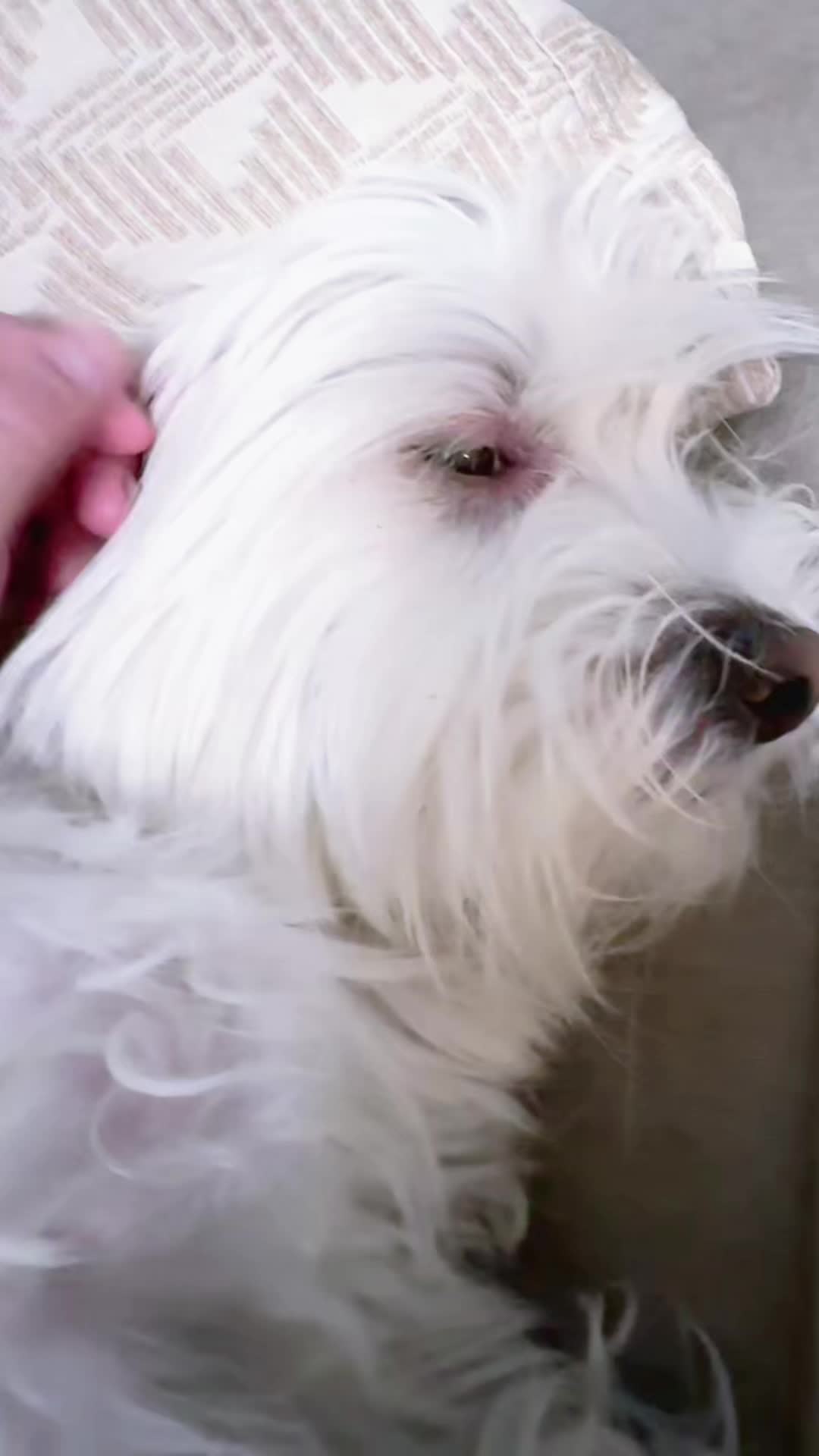@💜Leo mi hijo de 4🐾🥰💜