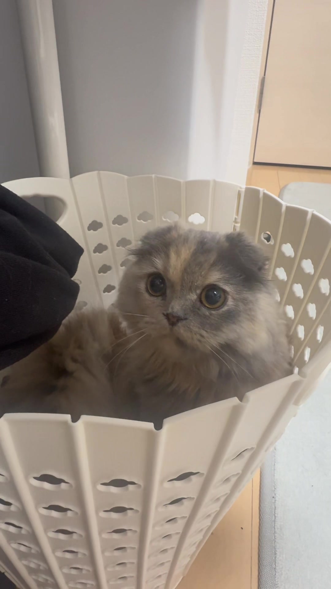 @マイクワゾウスキー