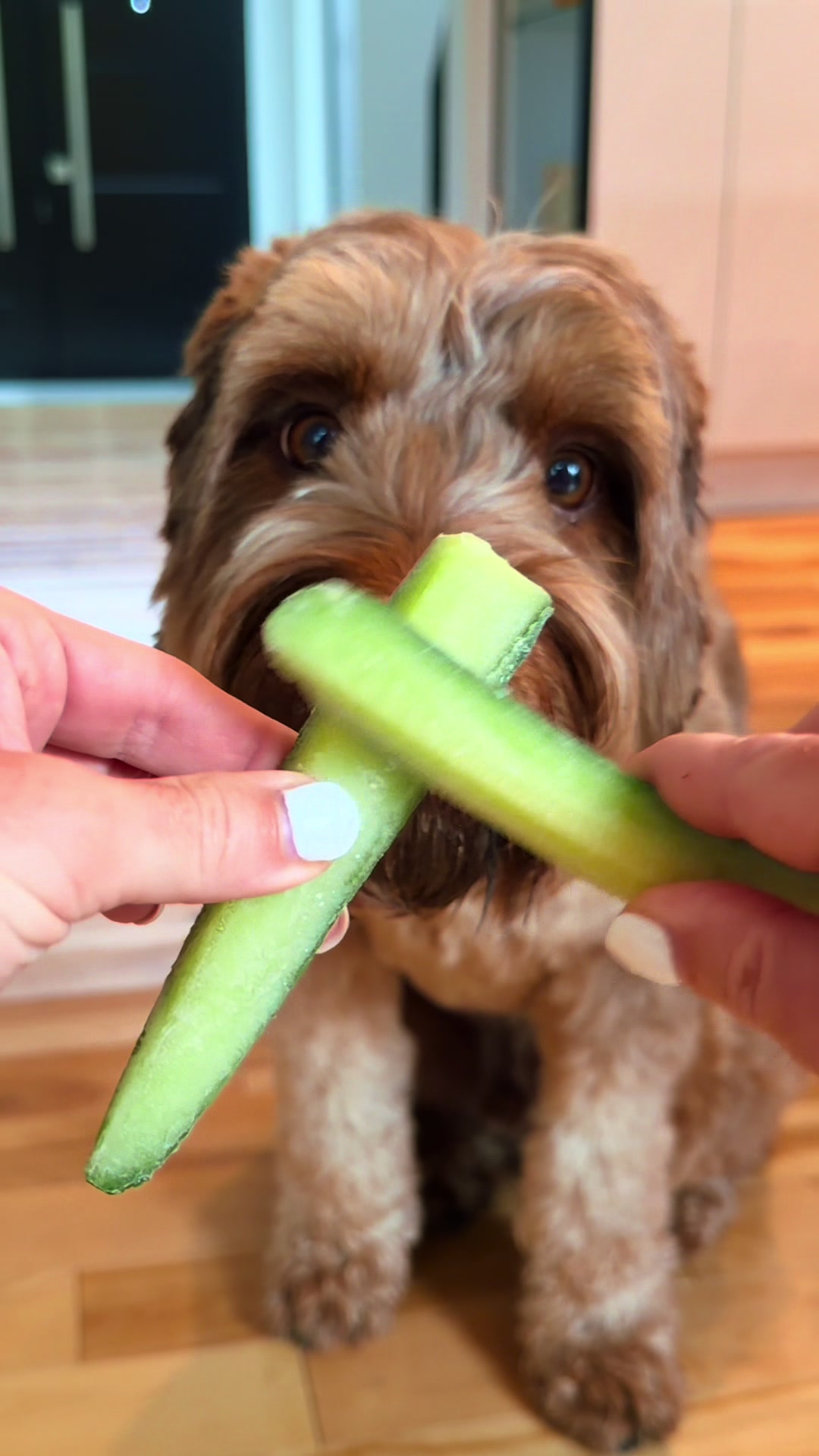 @Dogs Made Simple