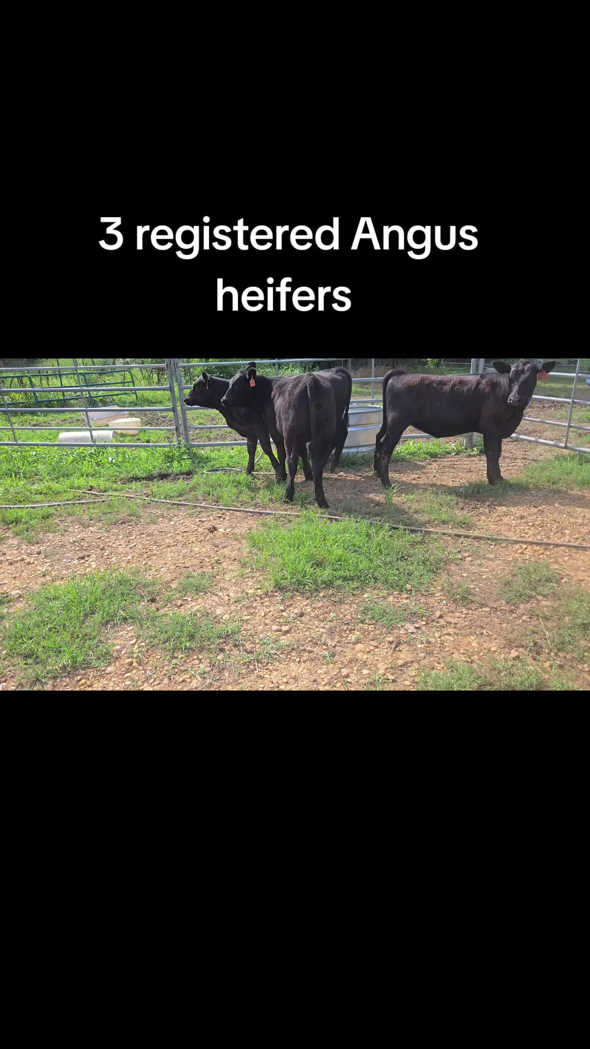 @Windy Ridge Farms