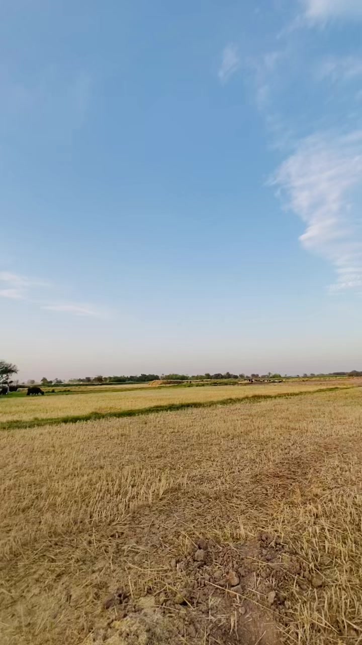 @بھٹی بادشاہ 🚩🤍