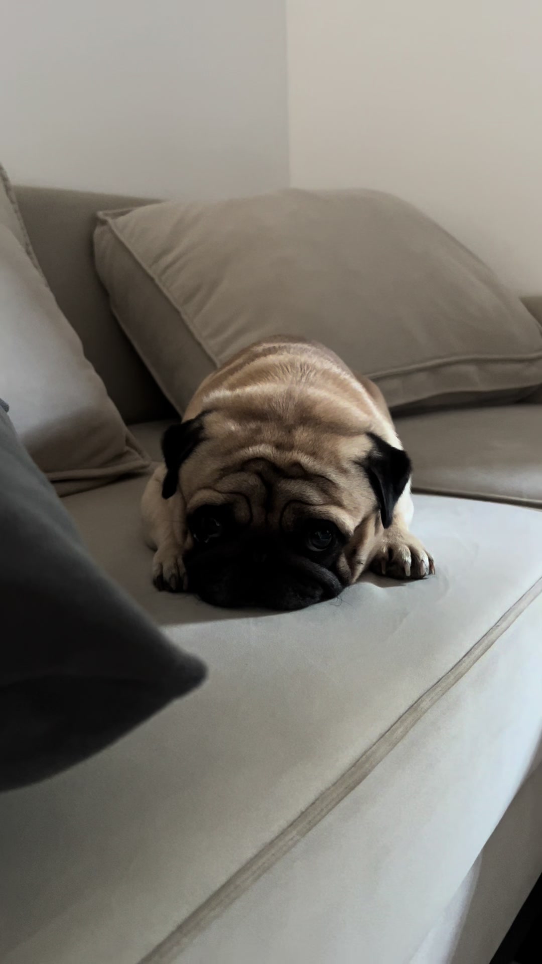 @pugSofyHarry