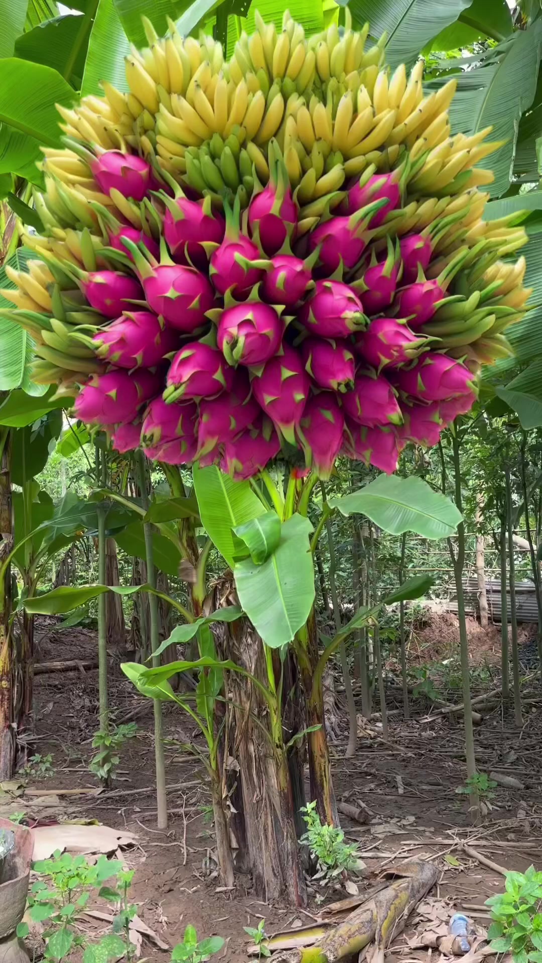 @Natural Living Ideas
