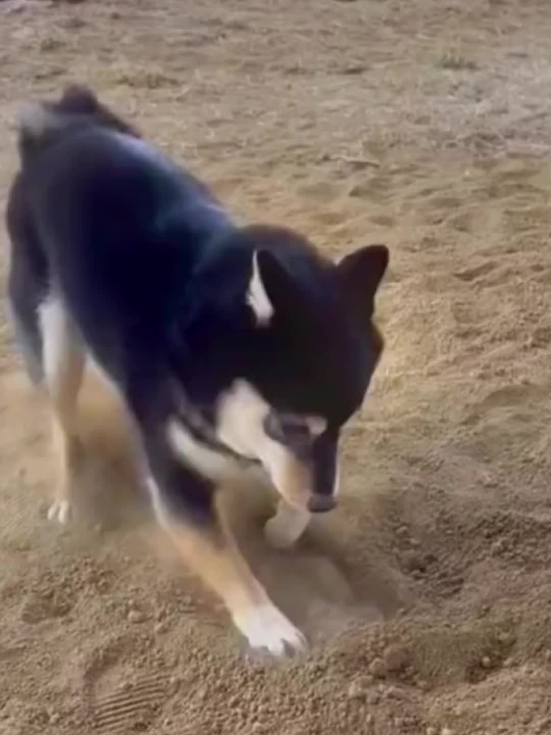 @doepetsupplies