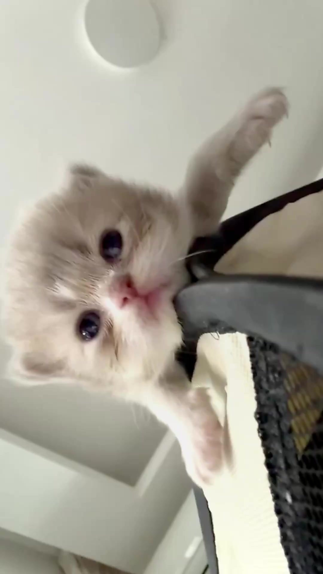 @catbosssss