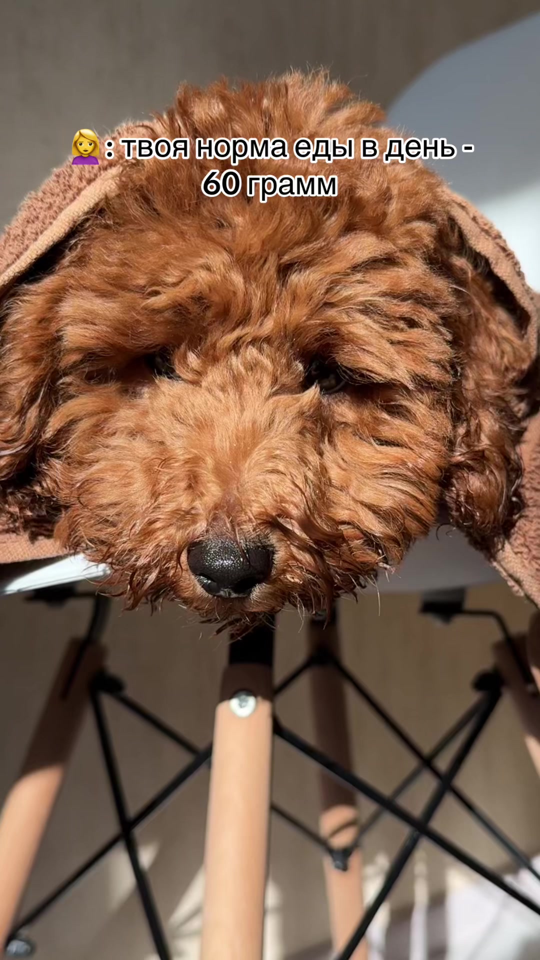@Наталья Пудель 🐩