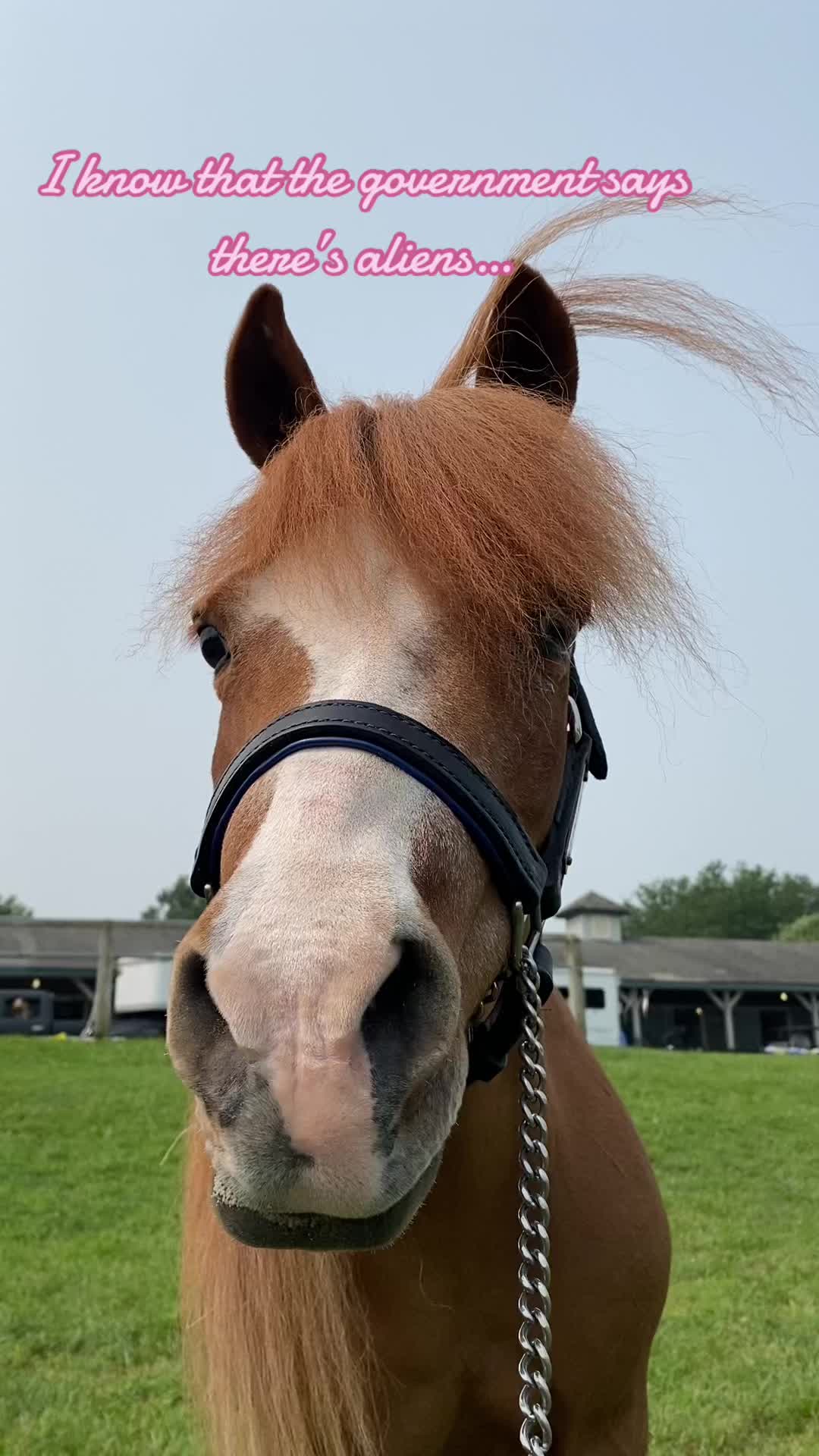 @Sarah & Patrick The Mini Horse