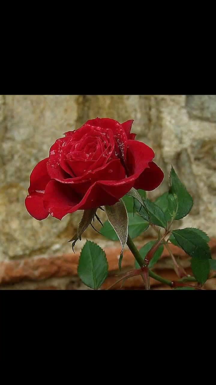 @dilhum10