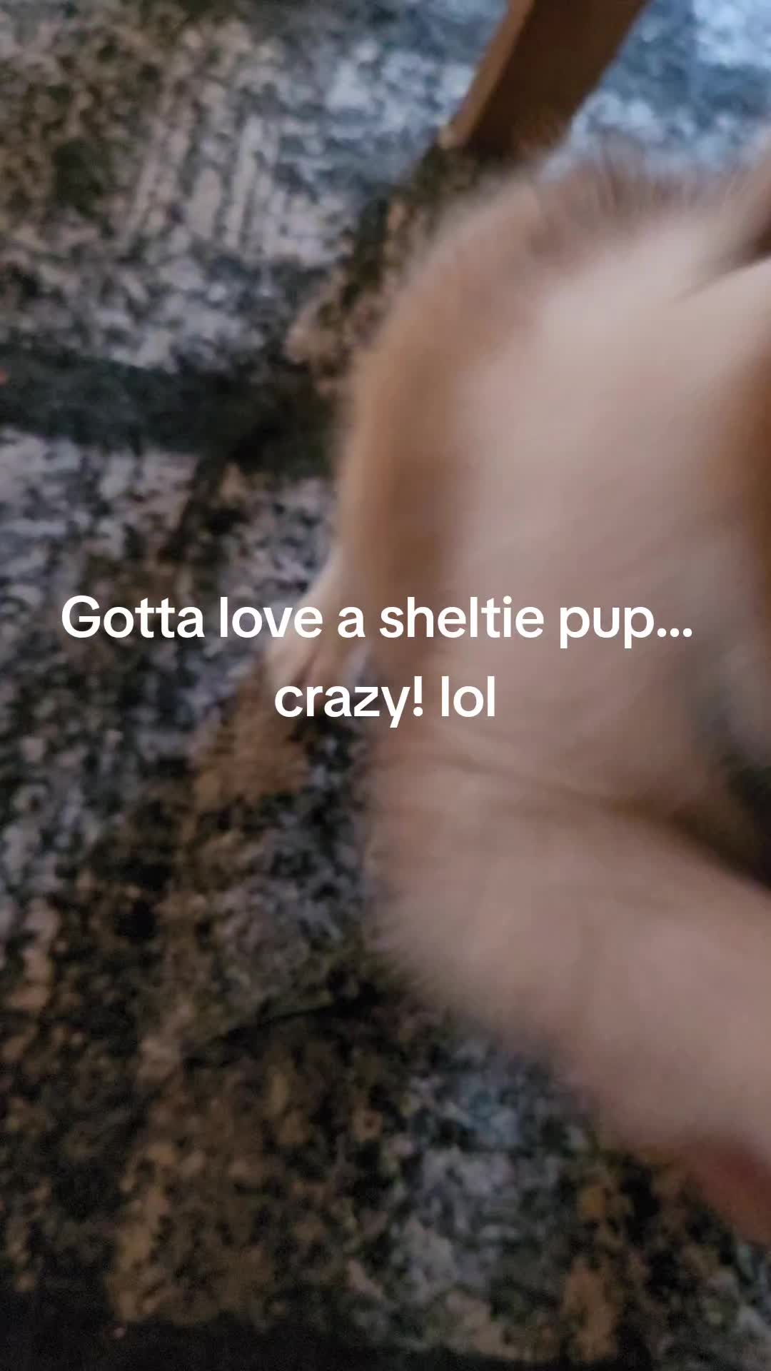 @Shellys-Loveable-Mi-Shelties