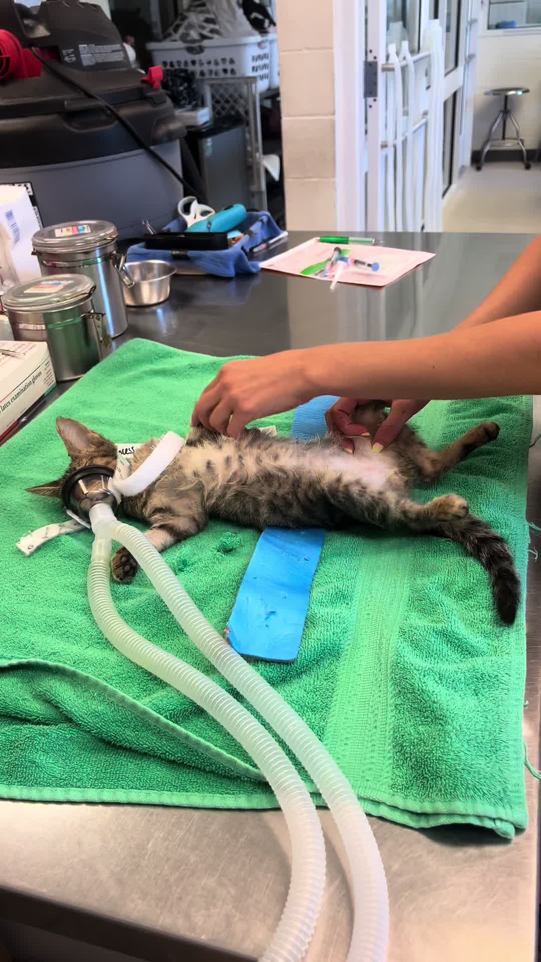 @Vanderburgh Humane Society