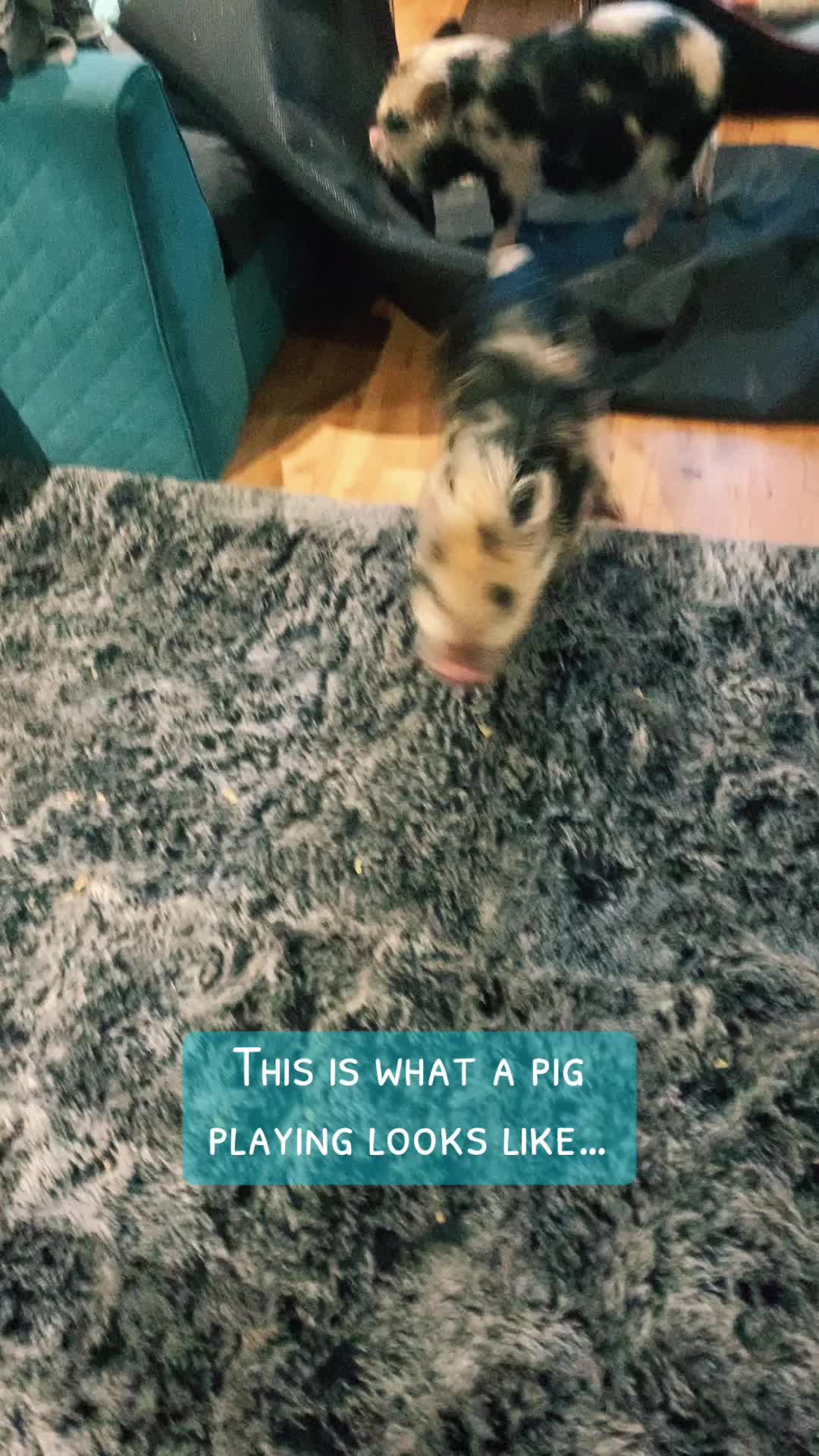 @Pig in the house