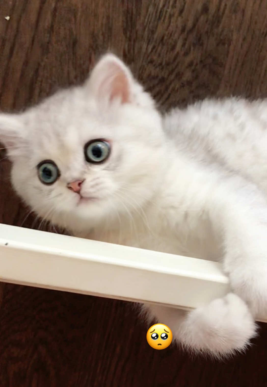 @Ollie the Cat