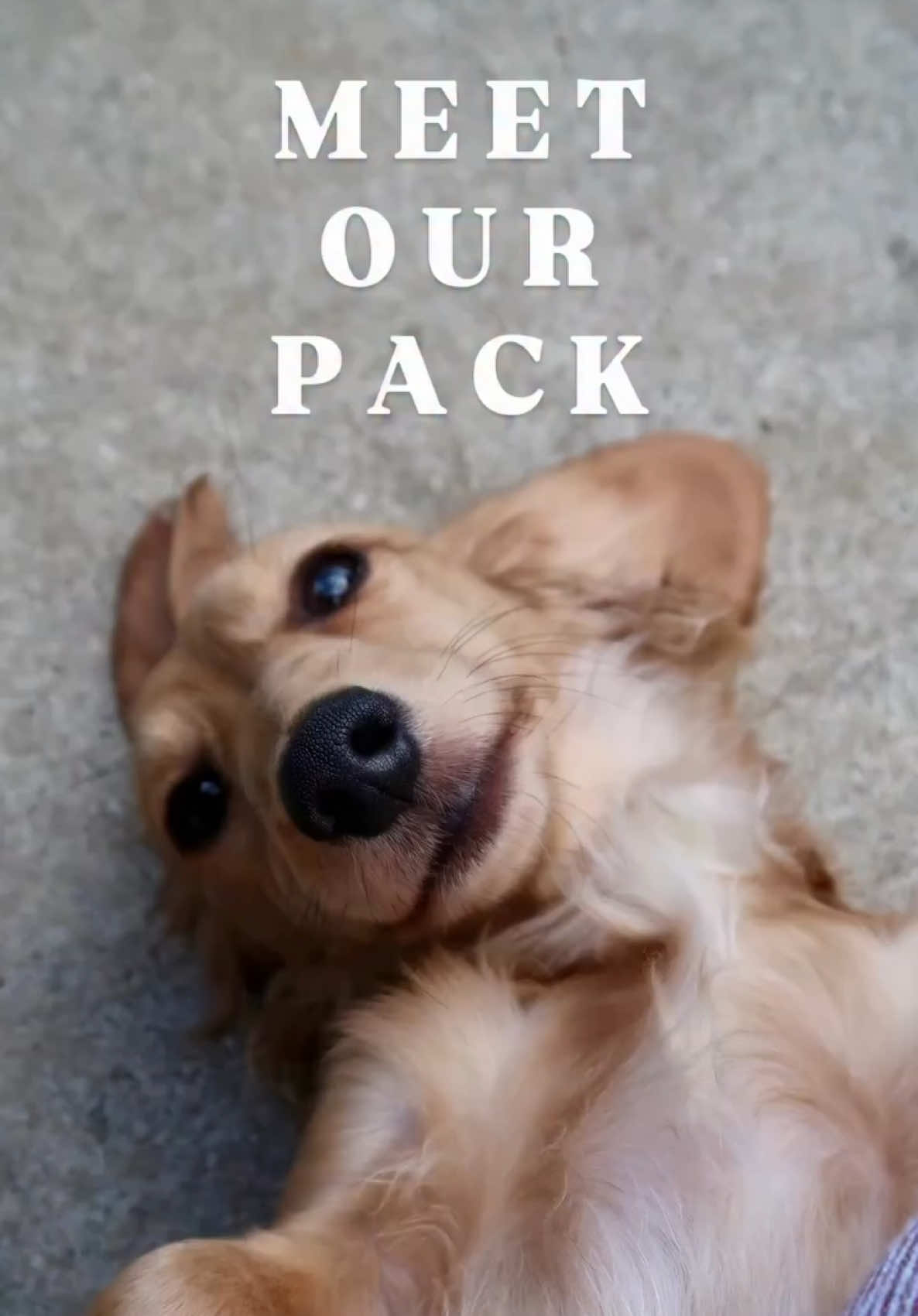 @ONATAH Dachshunds
