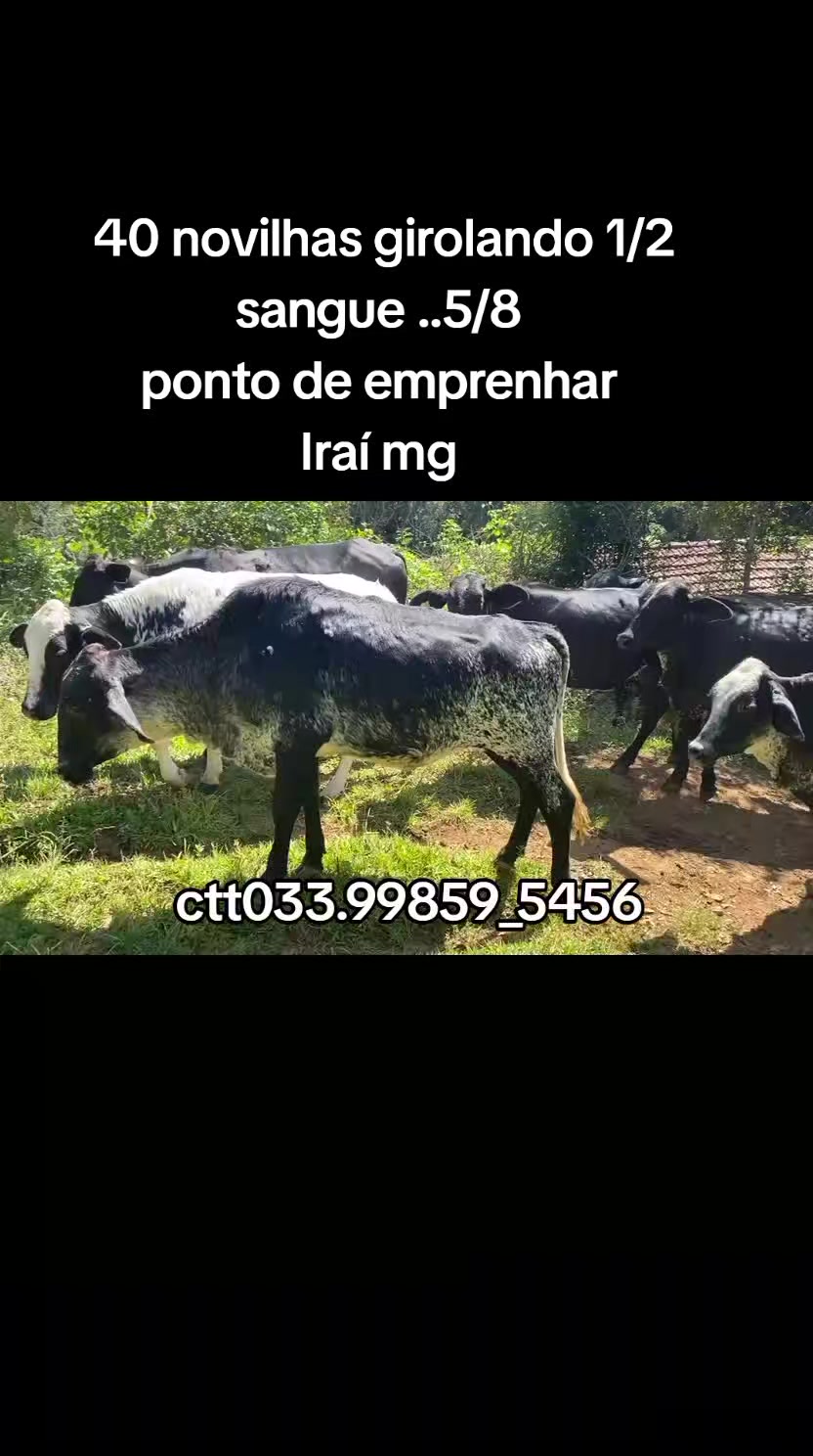 @marketing_do_gado