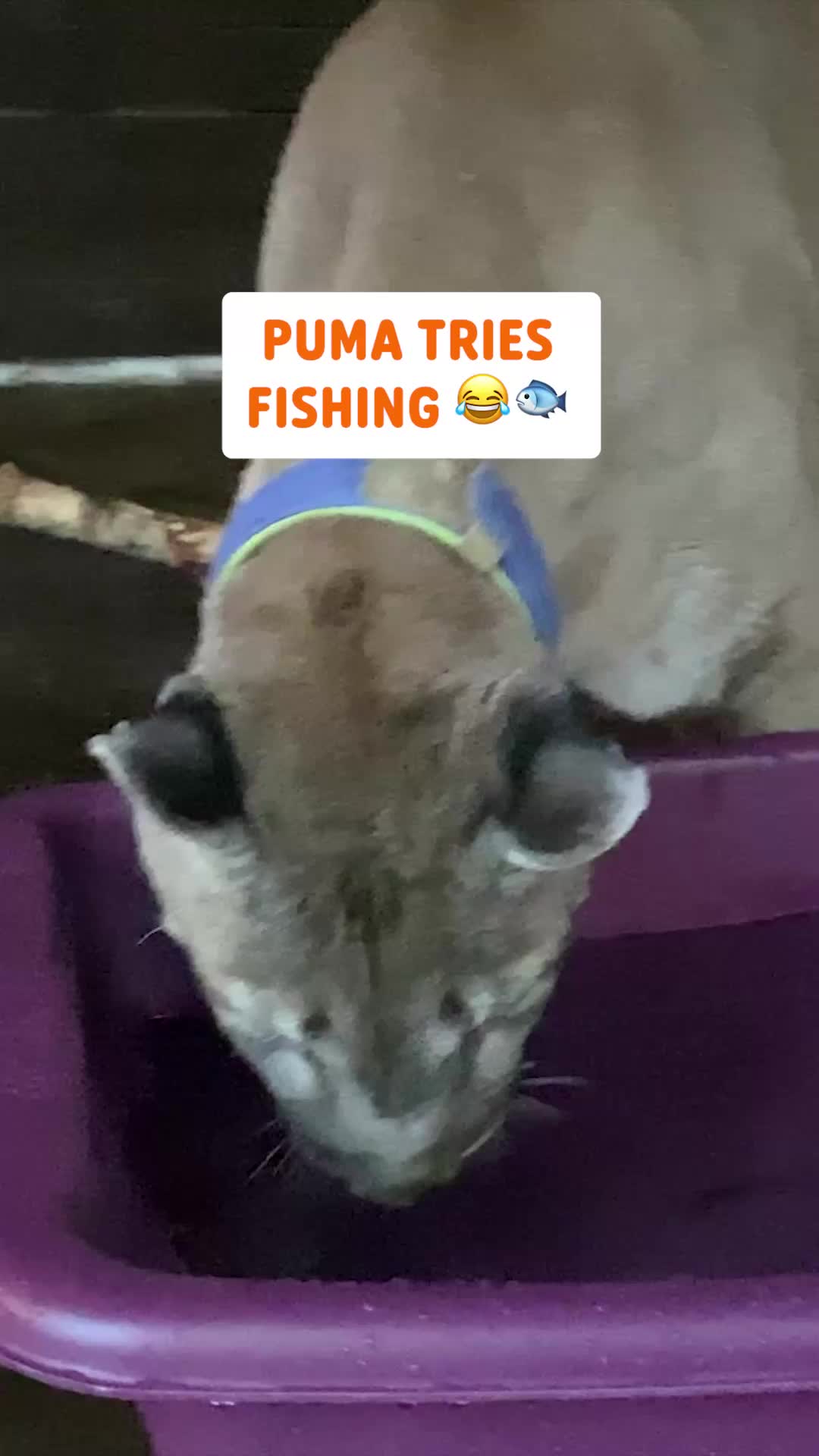 @Pawsome Pets