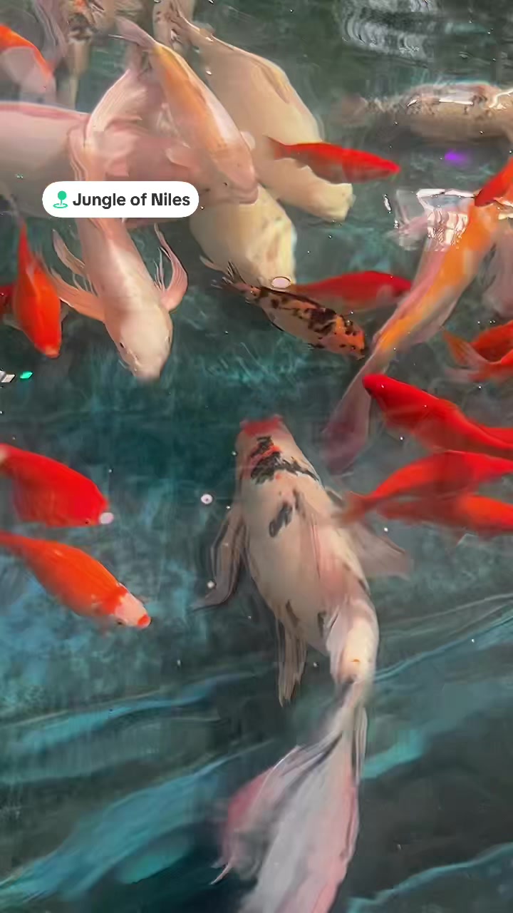 @svitlanalikitarch