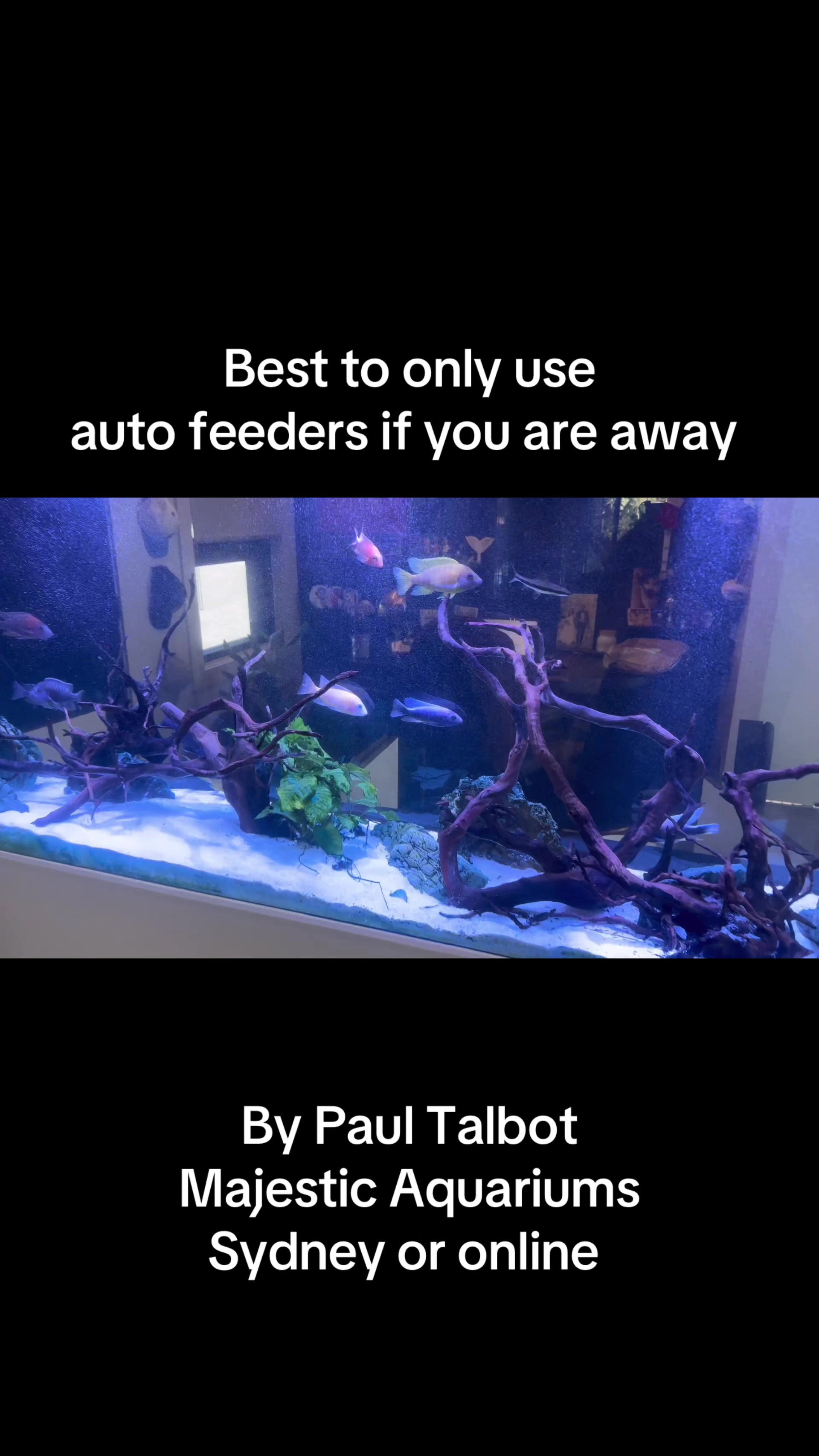 @Majestic Aquariums - Sydney