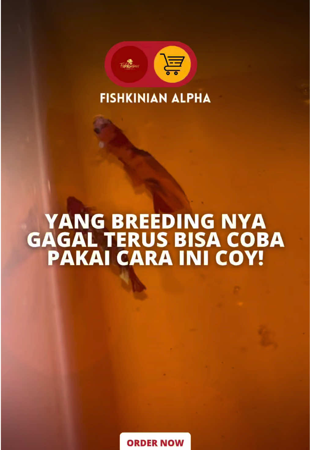 @Fishkinian Alpha1