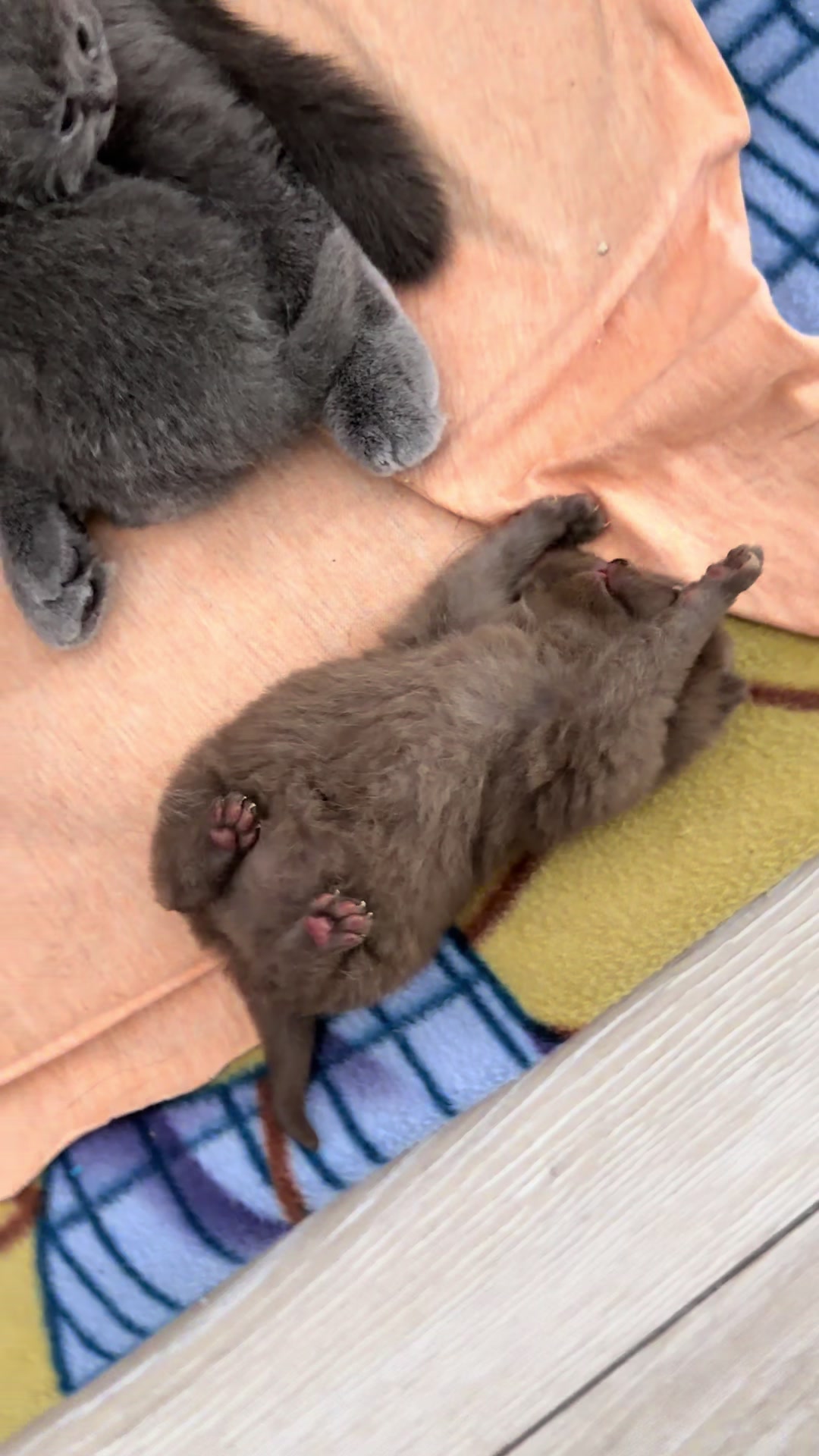 @Lako’s_british_cattery