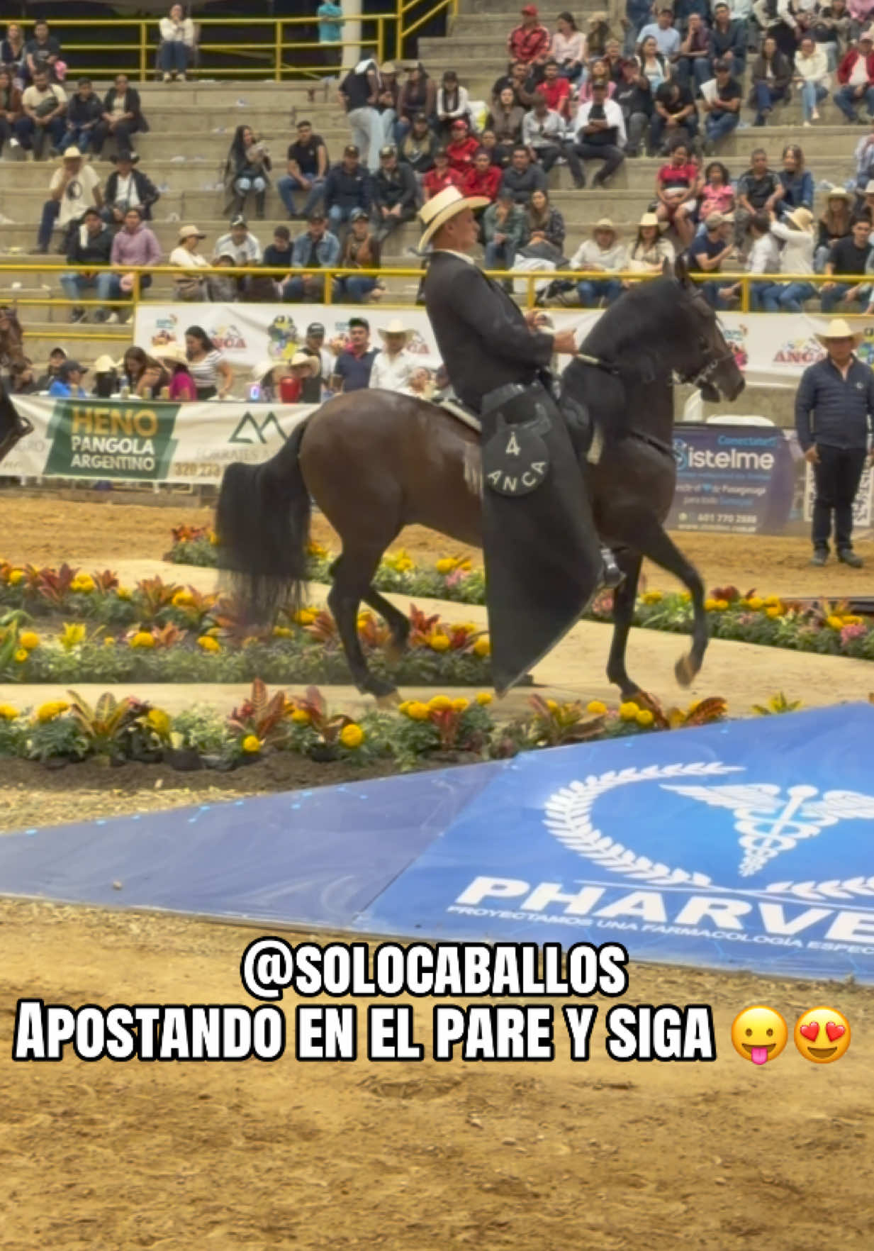 @Solo Caballos