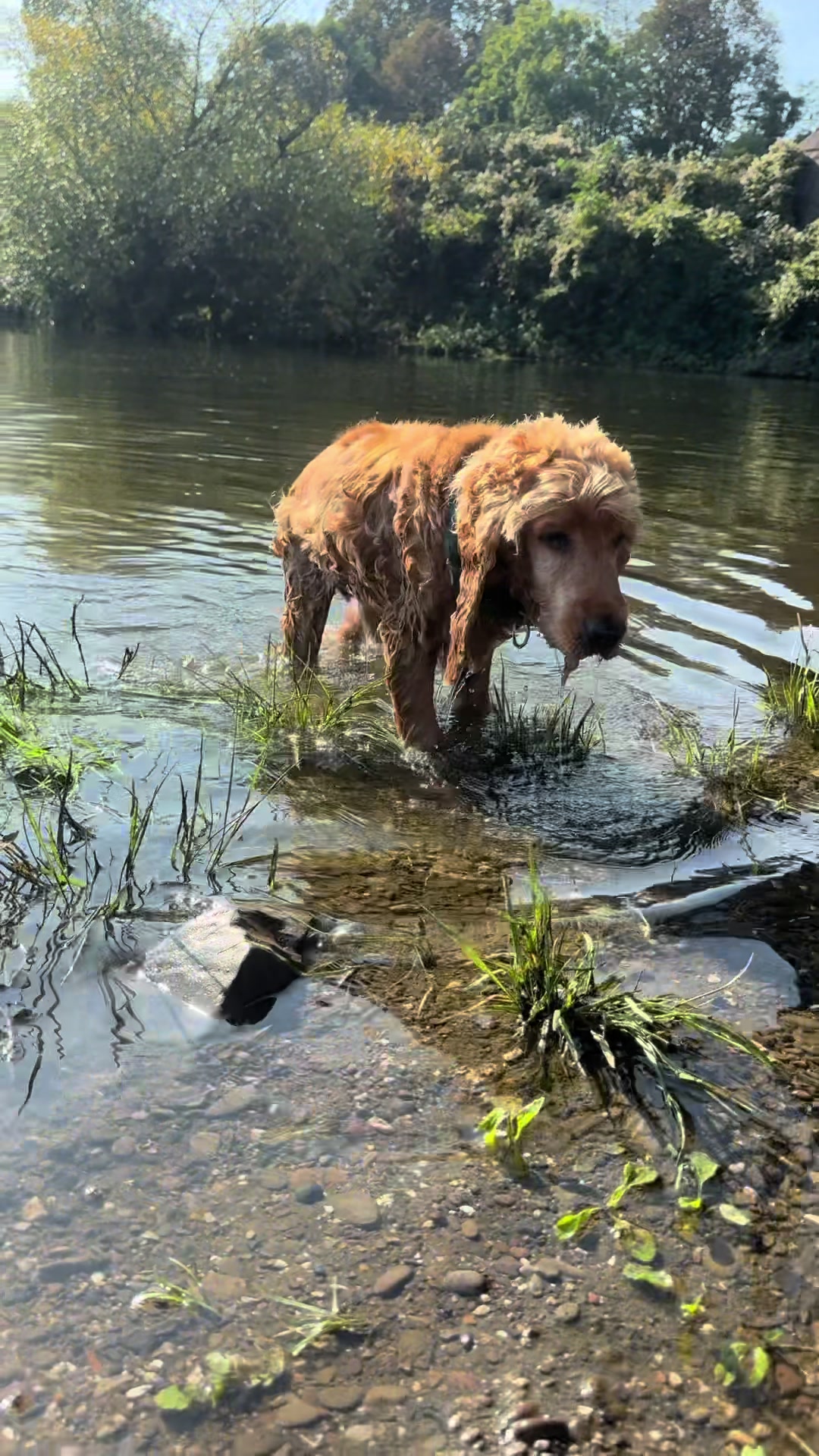 @DogWalk78