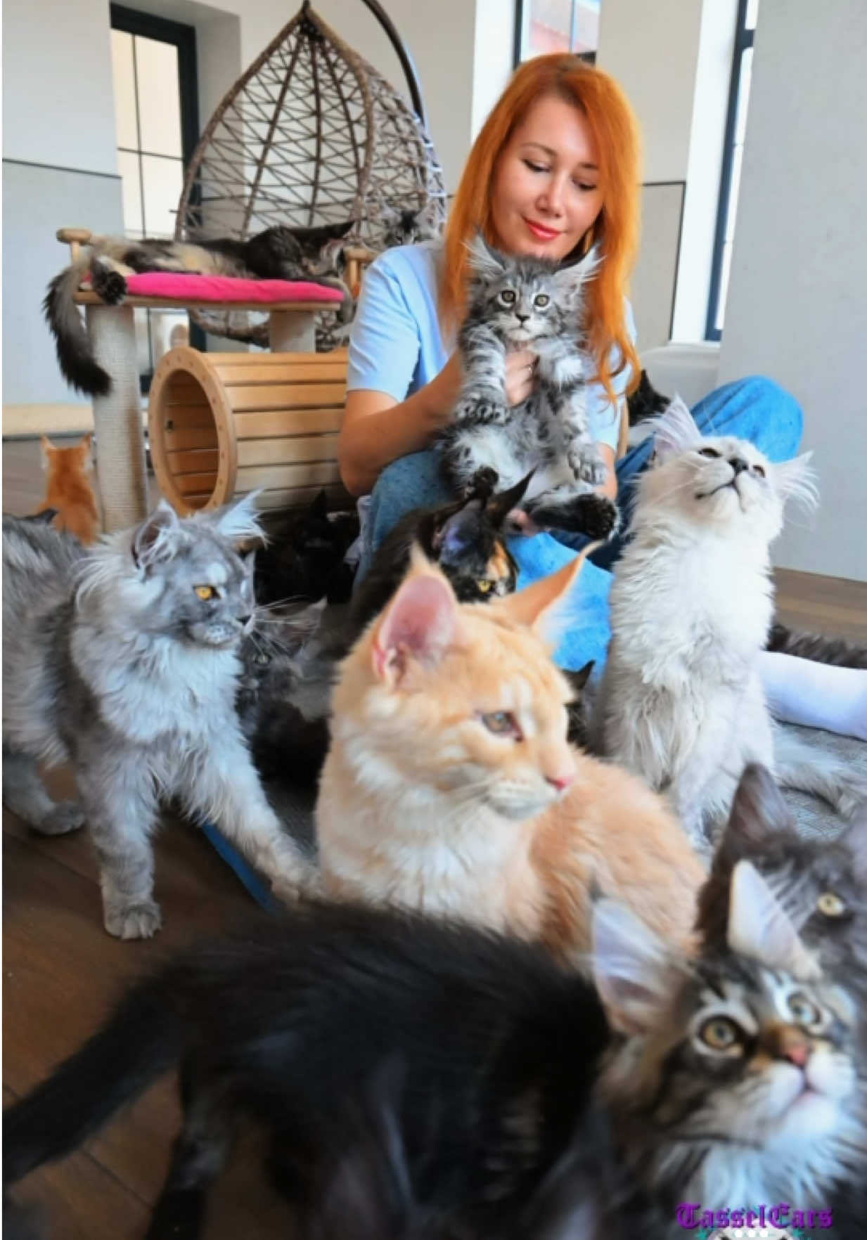 @Tassel Ears Maine Coon Cattery