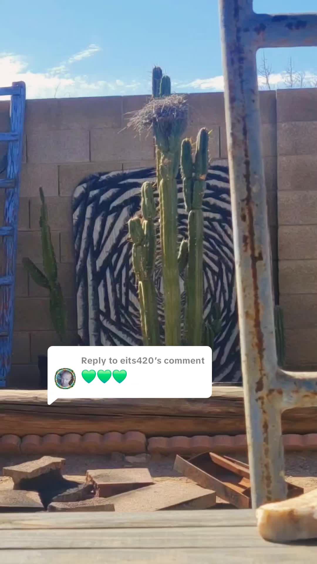 @cactifam