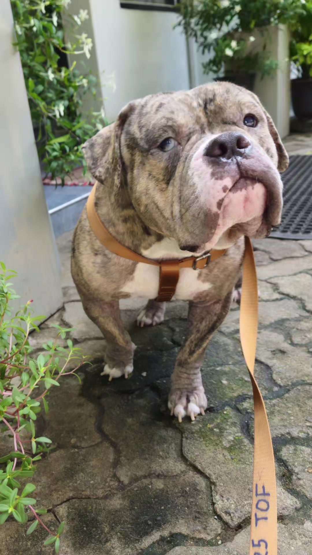 @tailsoffreedomsl