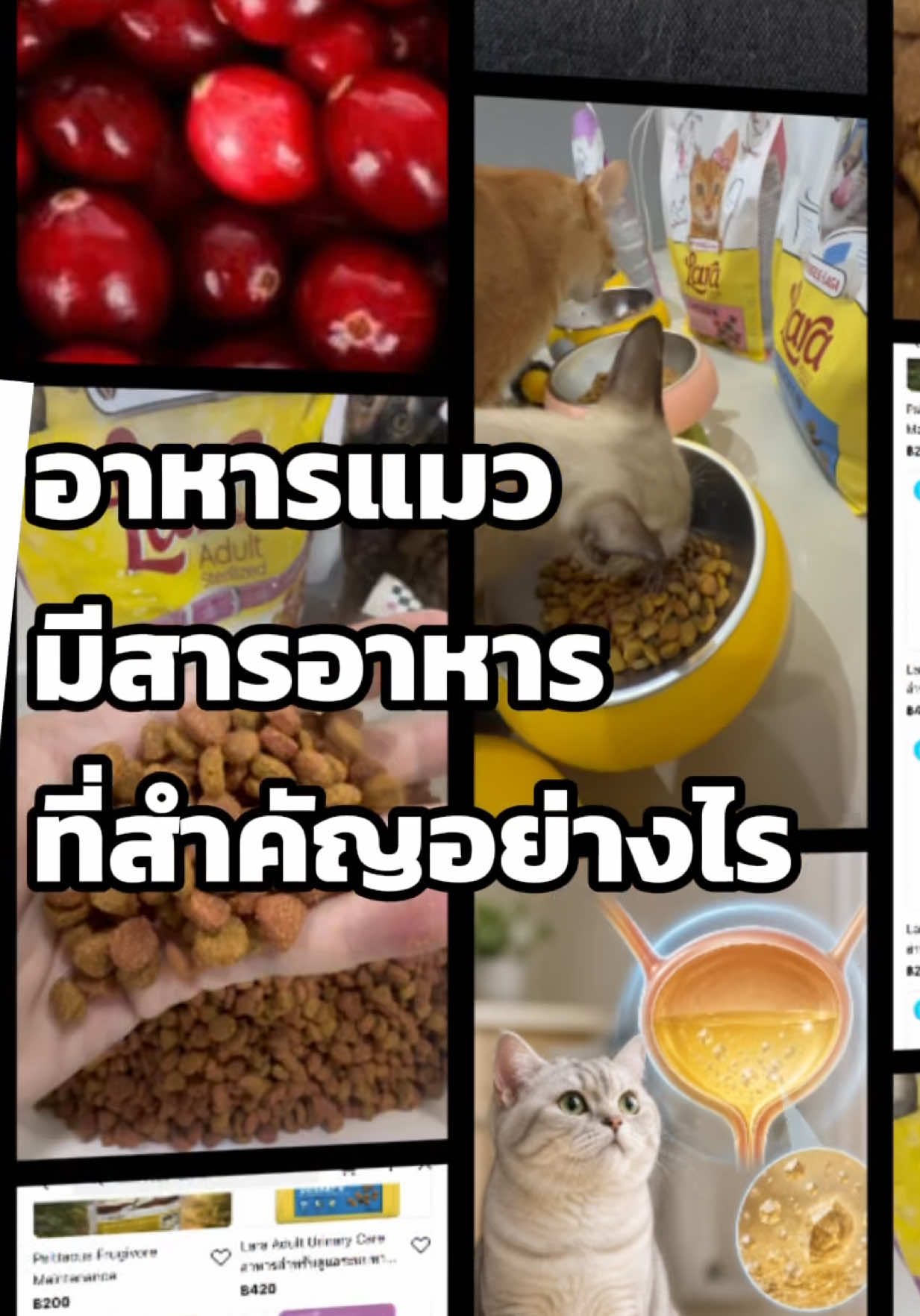 @WelovepetsbyPamornchaiSupply
