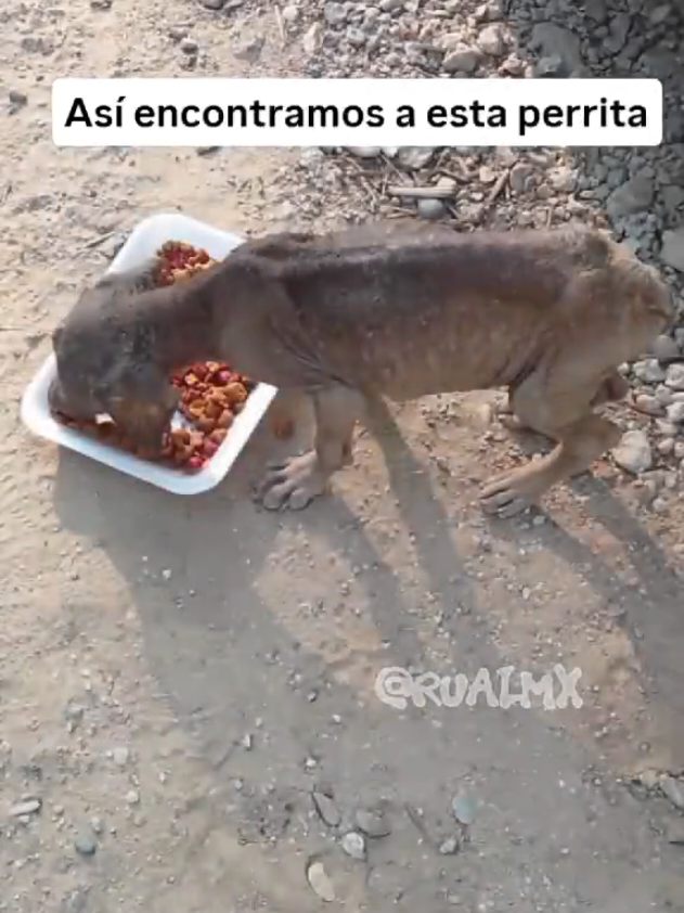 @Rualmx