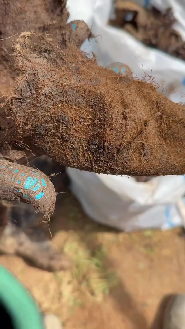 @Archaeologist 11