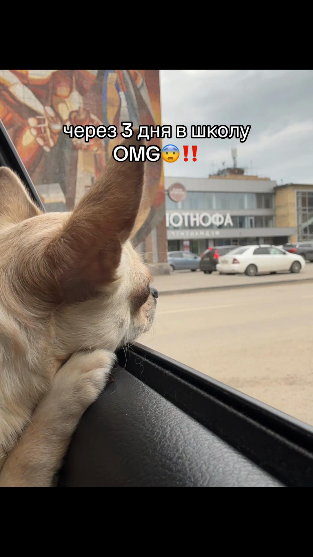 @дашуля