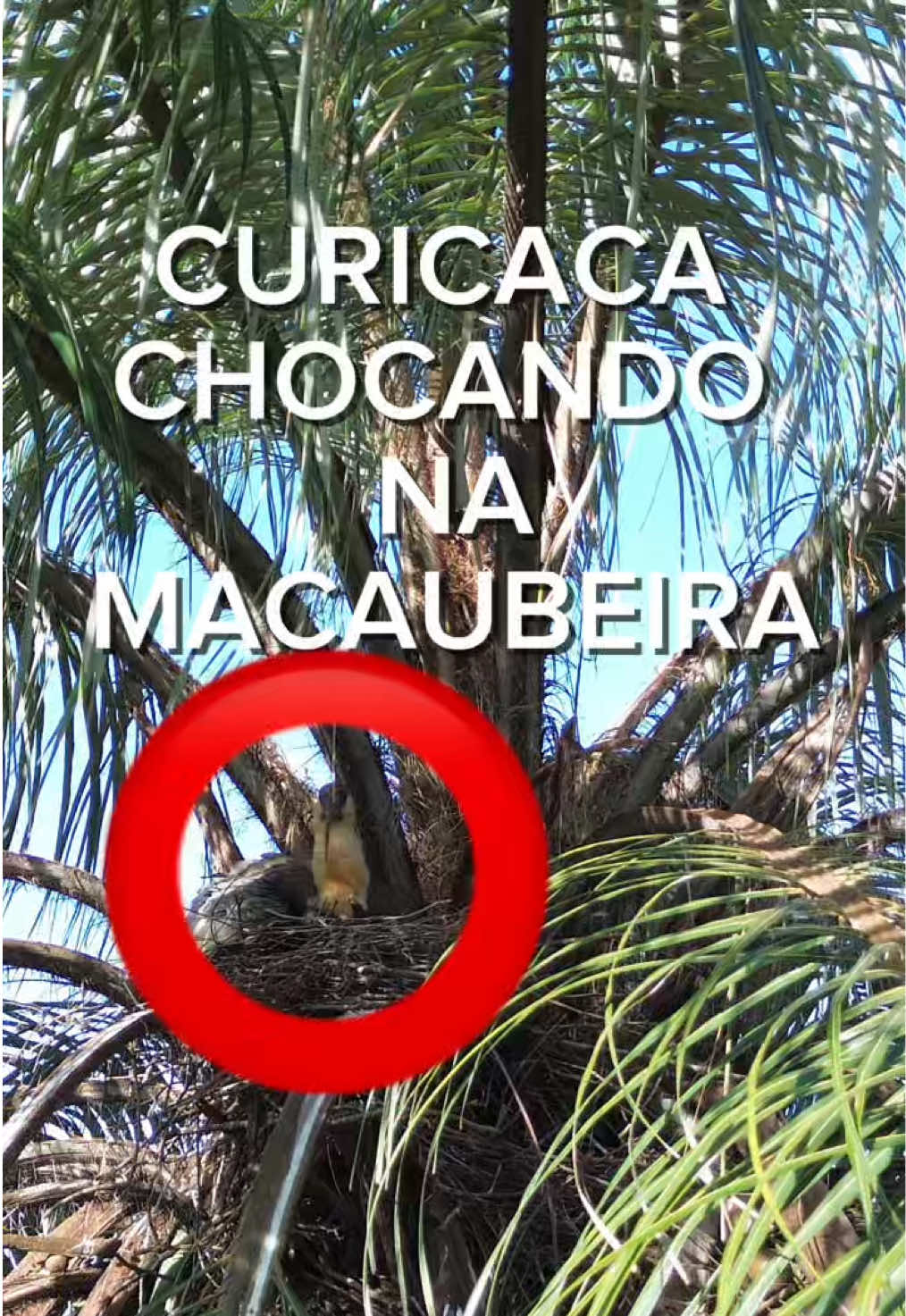 @JDM A NATUREZA EM AÇÃO