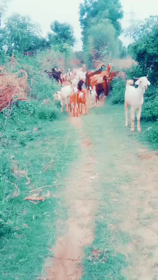 @solanki Rahul gj24