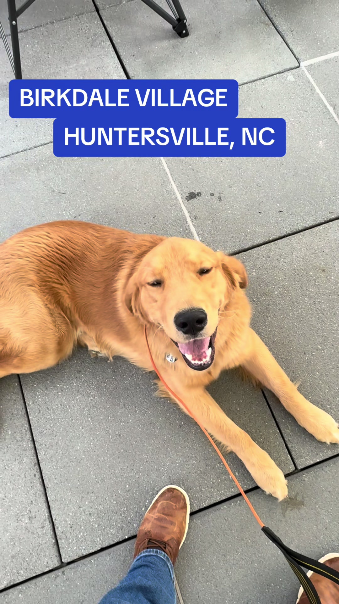 @DivineCanineDogTraining