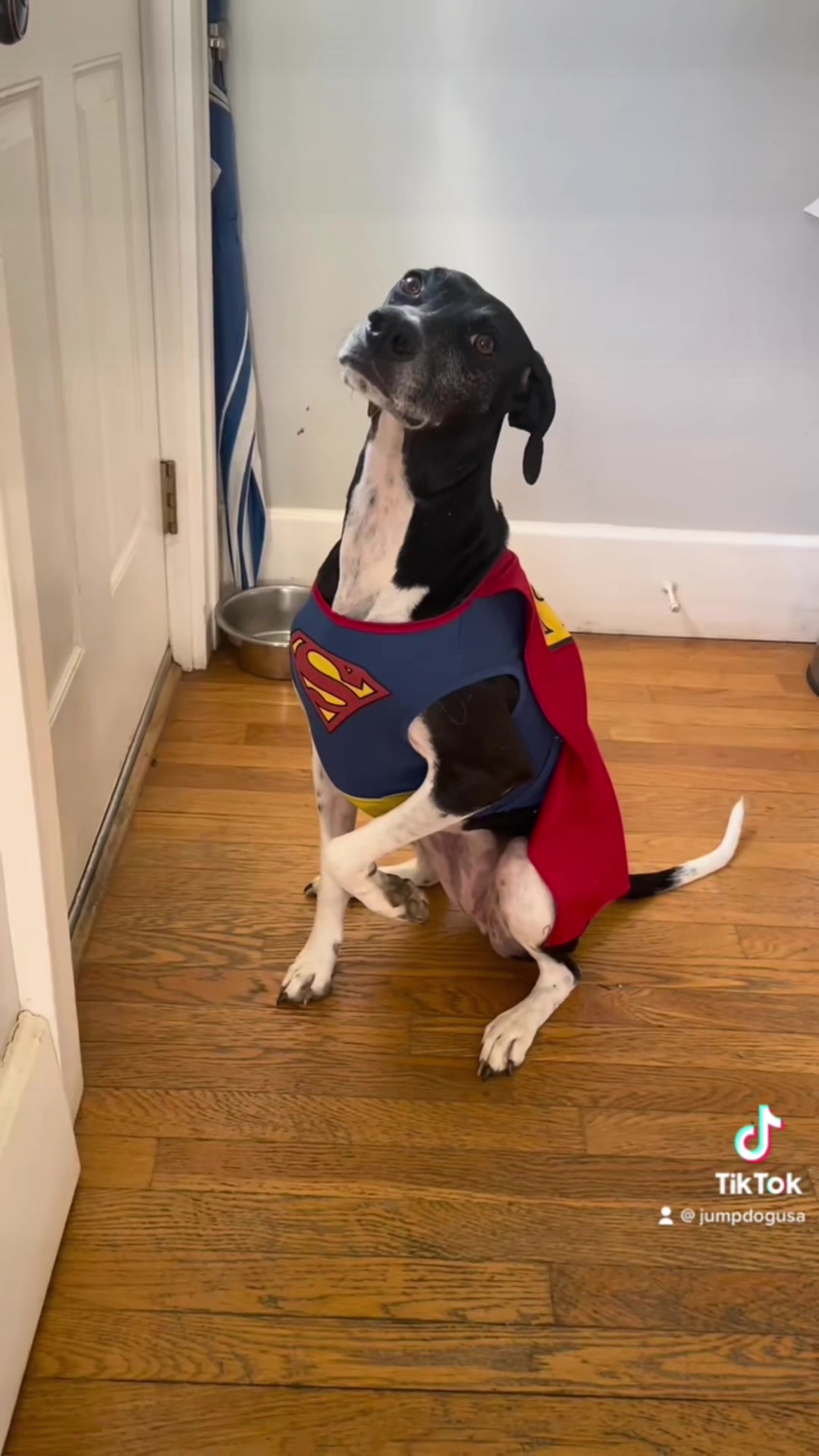 @Lexithejumpingdog