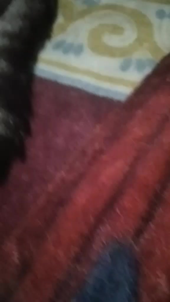 @https://www.tiktok.com/@bachit