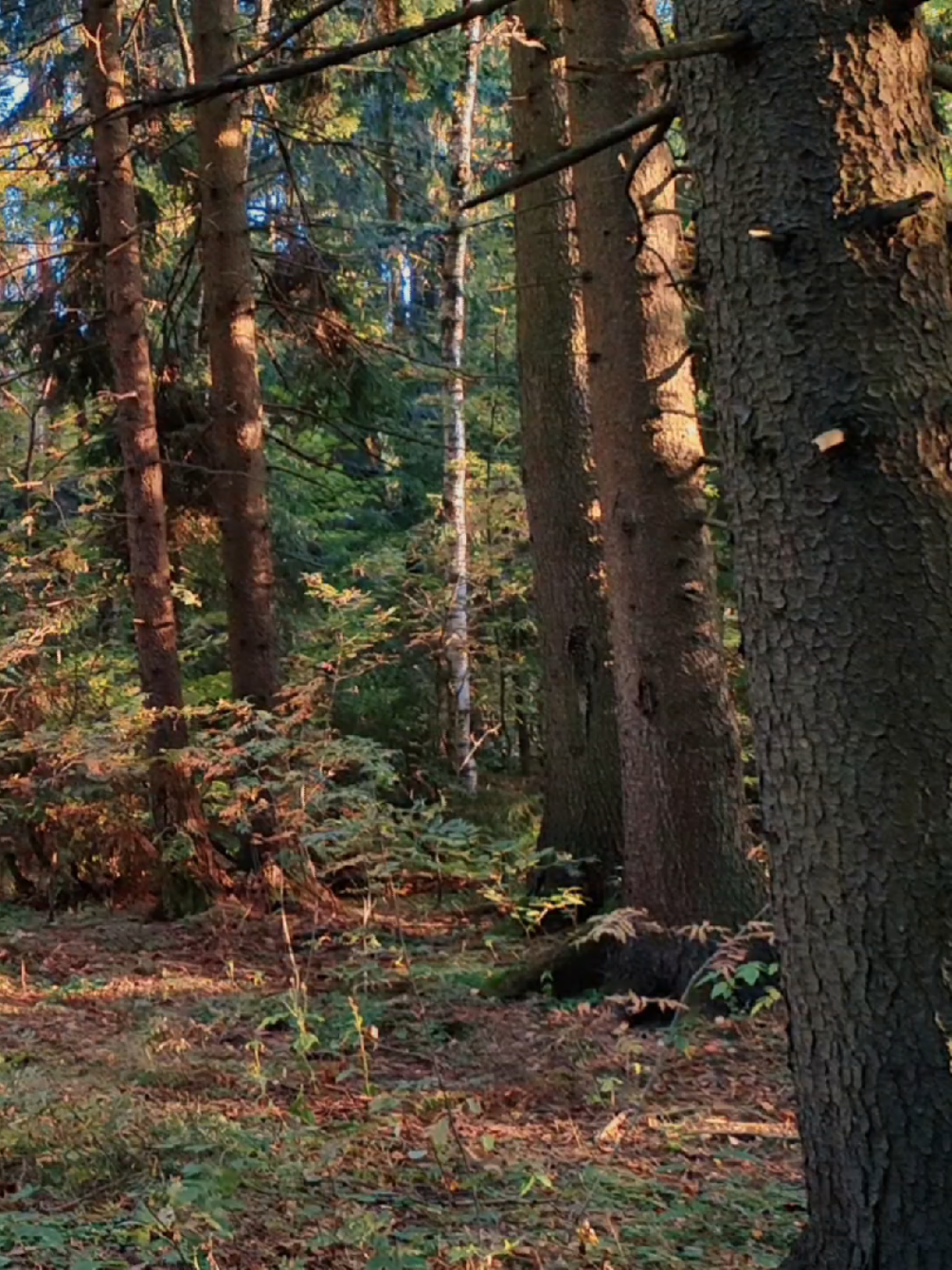 @khvoyny🌲