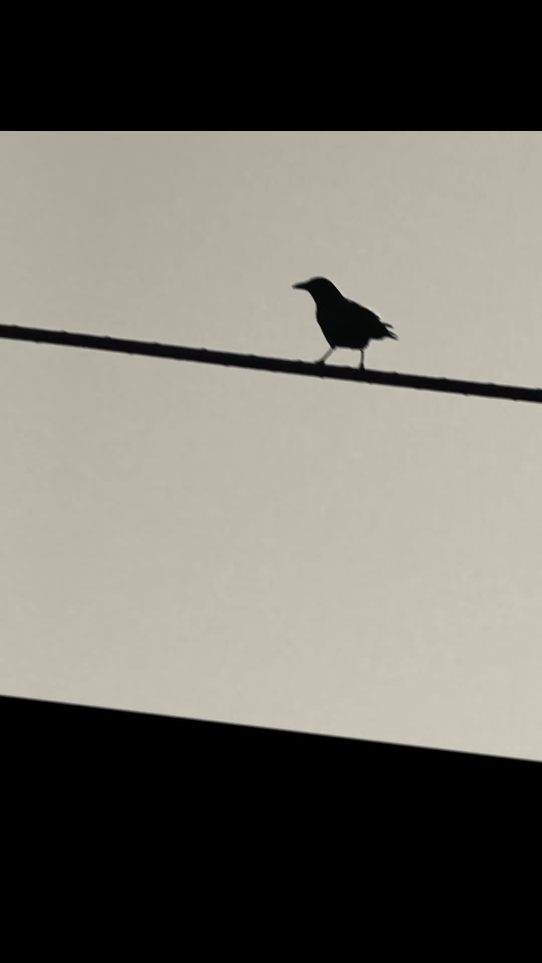 @Ryan David Jahn | Author