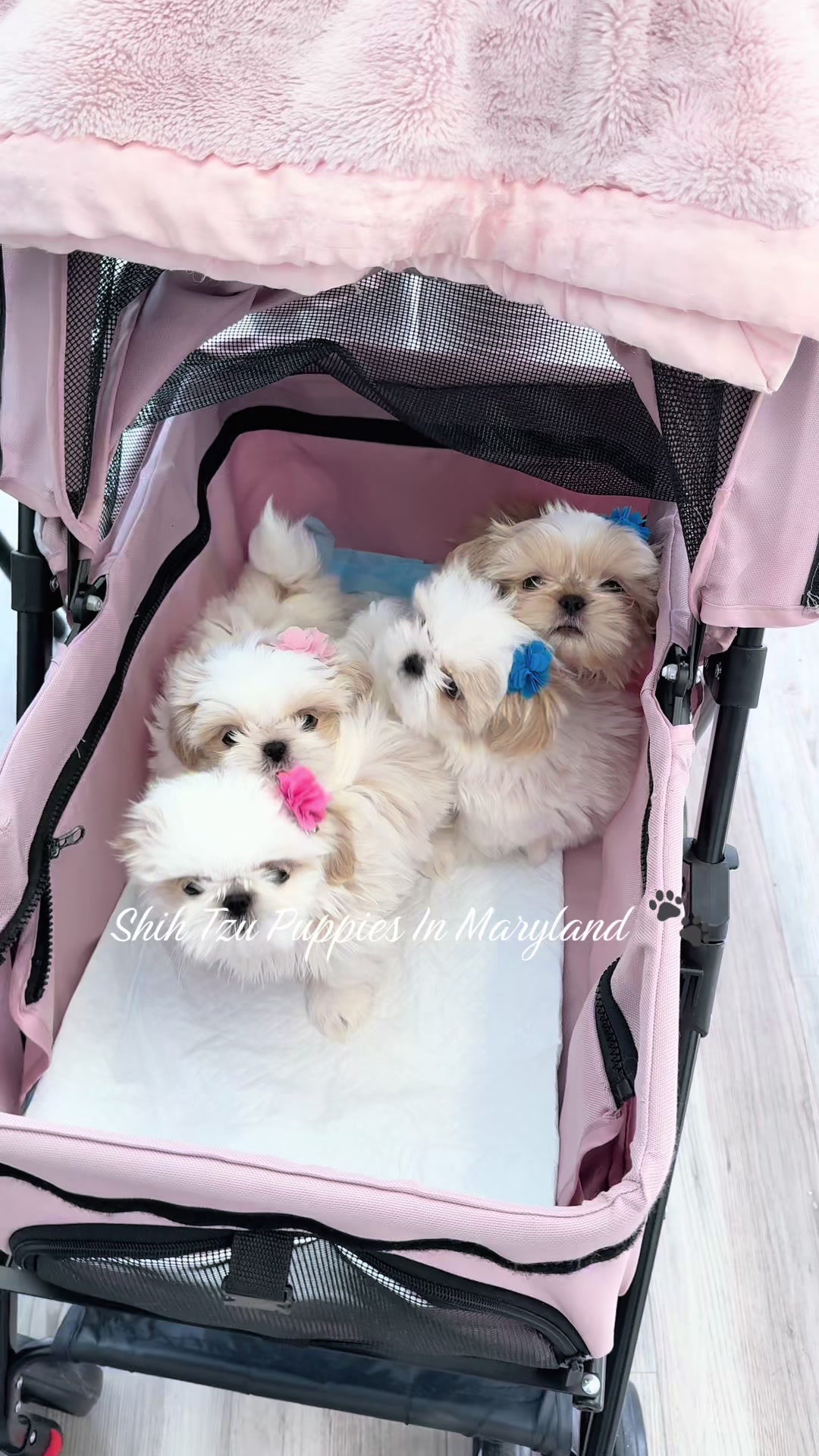 @Shih Tzu Puppies in Maryland
