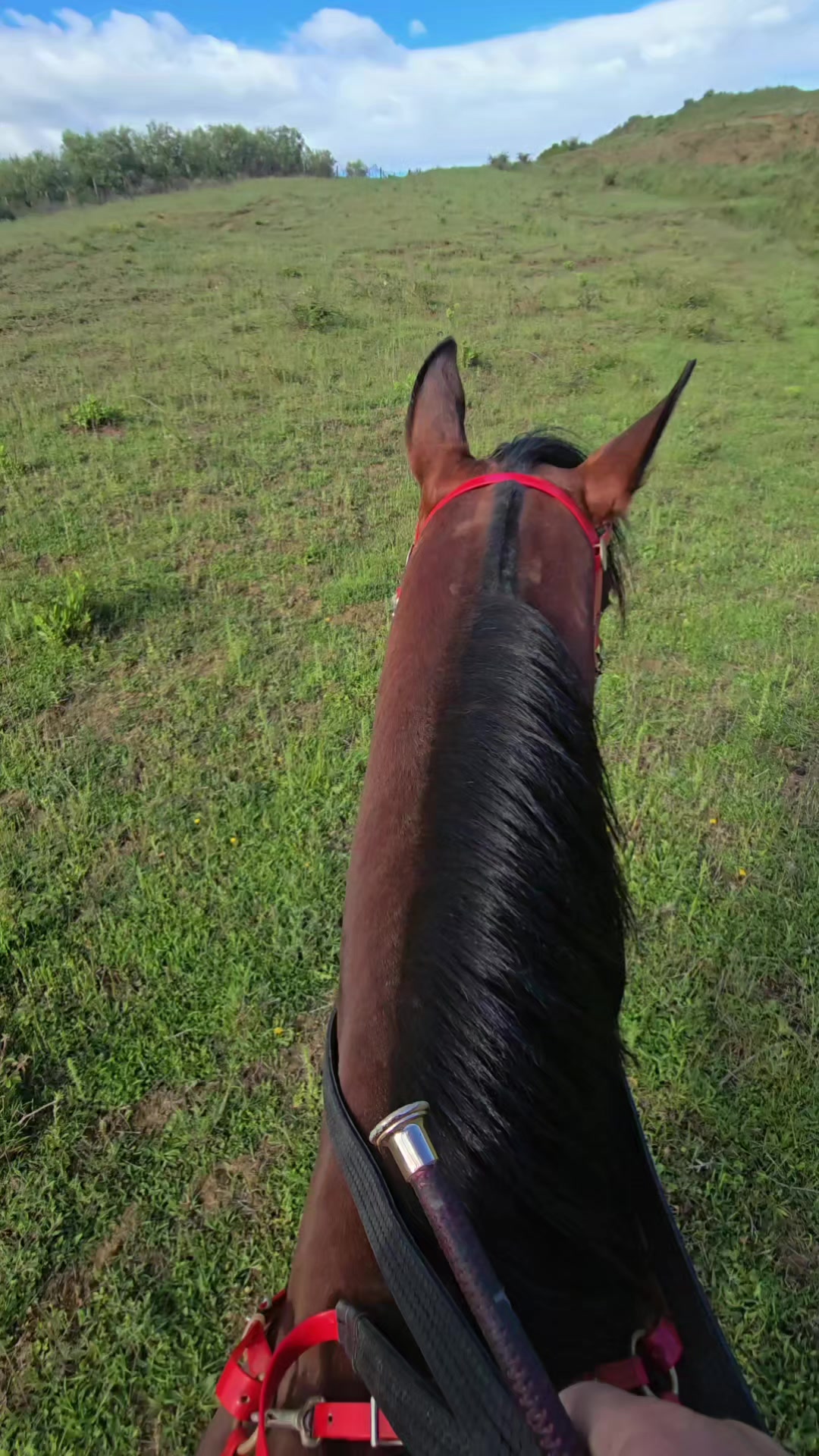 @Horse Training Center Albania