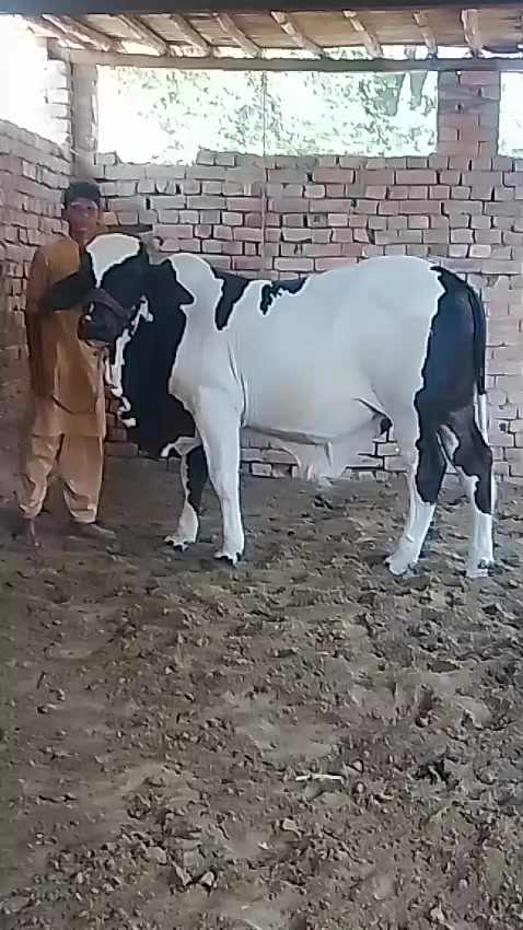 @HS Cattle Farm